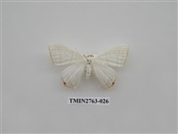 藏品(尺蛾332)的圖片